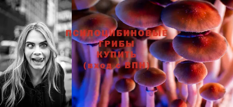 где можно купить   Болохово  Псилоцибиновые грибы Cubensis 